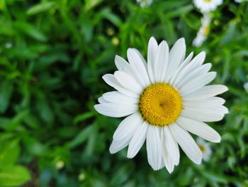 Close-up of white daisy flower