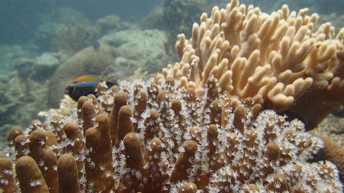 Close-up of coral in sea