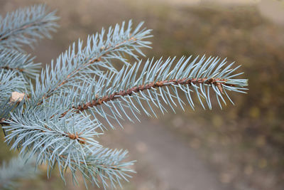 Needles of blue spruce, coniferous branch. one fluffy branch of blue spruce on blurred background. 