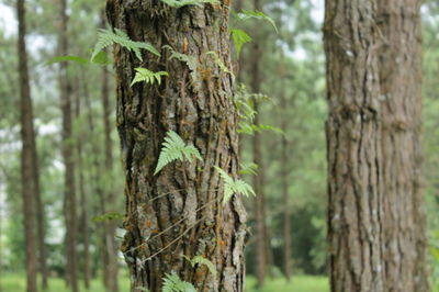 Close-up of tree trunk in forest