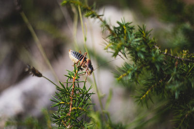 High angle view of insect on plant