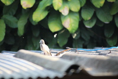 Close-up of bird perching