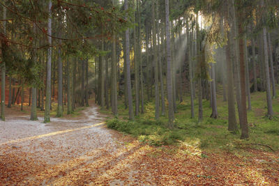 Dirt road passing through forest