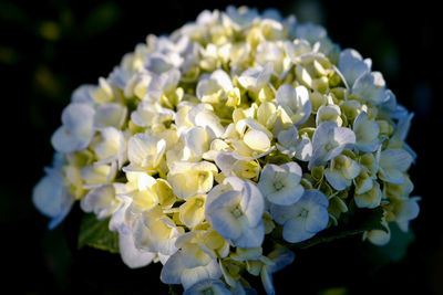 Close-up of white hydrangea flowers