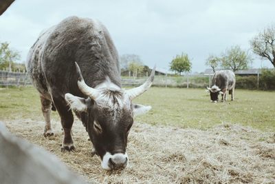 Cattle grazing on field against sky