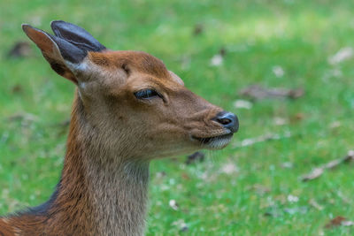 Close-up of deer on field