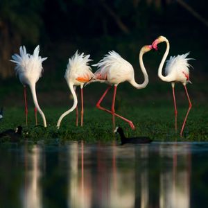 Flamingos in lake