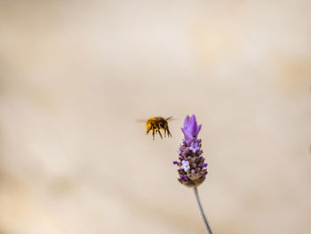 Close-up of bee pollinating on purple flower