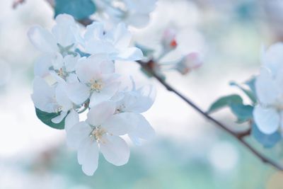 Close-up of cherry blossom