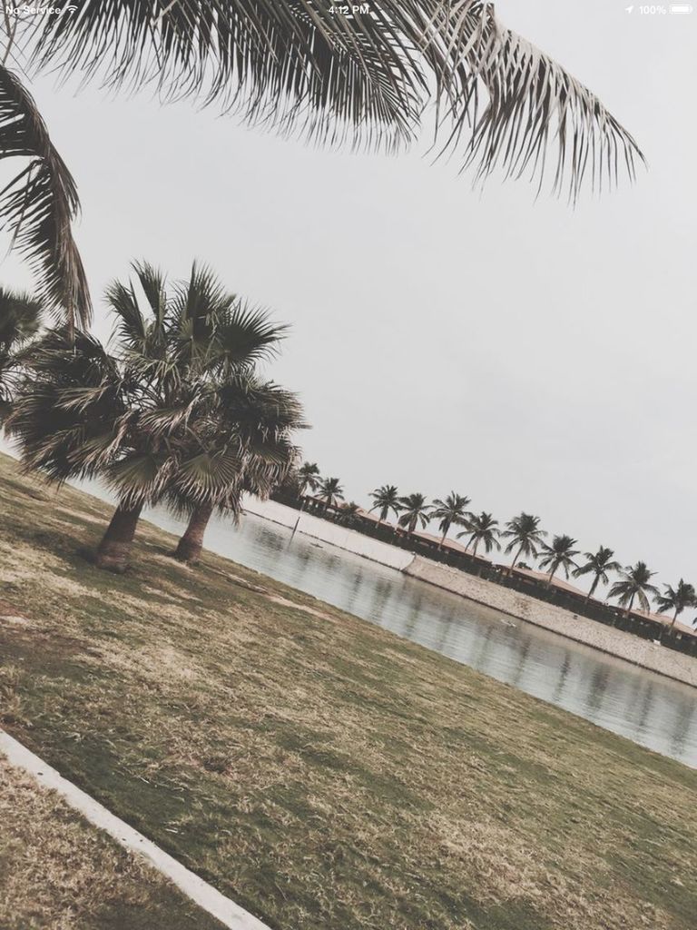 palm tree, tree, clear sky, growth, sky, nature, tranquility, low angle view, day, beauty in nature, copy space, outdoors, palm leaf, no people, water, coconut palm tree, tranquil scene, sunlight, built structure, scenics