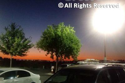 View of trees against sky seen through car windshield