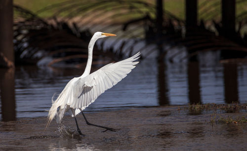 Flying great white egret ardea alba wading bird at myakka state park in sarasota, florida