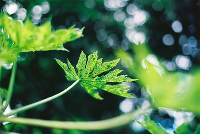 Papaya leaf and bokeh