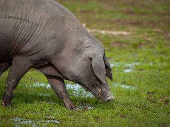 Side view of horse grazing on field