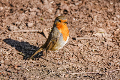 Close-up of a bird perching on a field