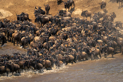 Flock of sheep on beach