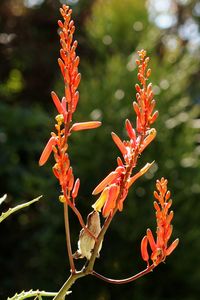 Close-up of red flowering plant