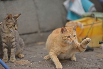 Close-up of cats on footpath