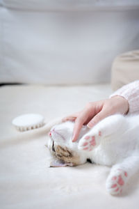 Woman hand play and takecare scottish straight tabby classic kitten