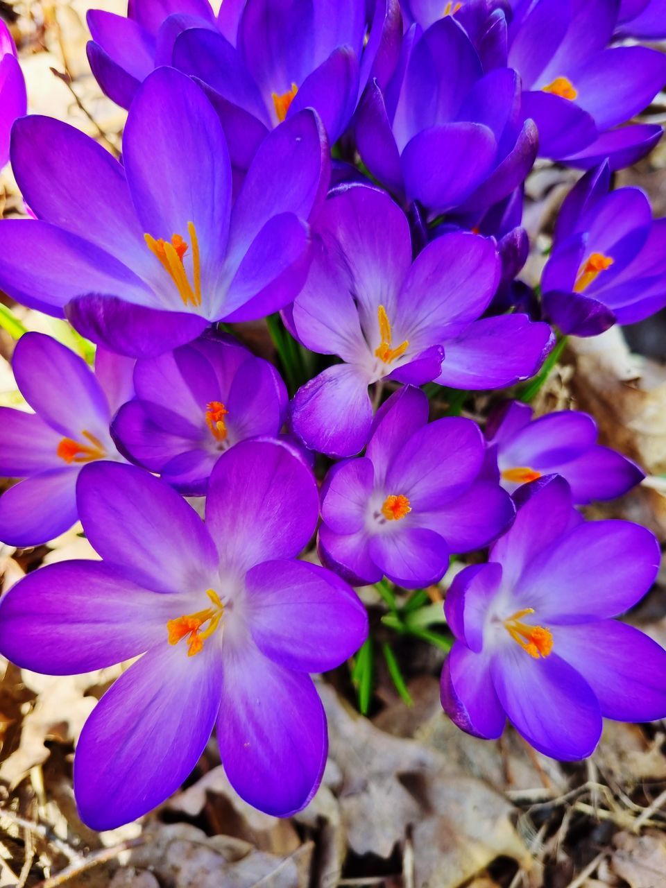 flower, flowering plant, plant, freshness, beauty in nature, fragility, purple, petal, close-up, growth, flower head, inflorescence, nature, crocus, no people, land, day, blue, field, wildflower, blossom, outdoors, botany, springtime, pollen