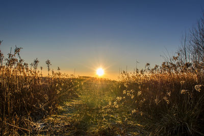 Scenic view of field against sky at sunset