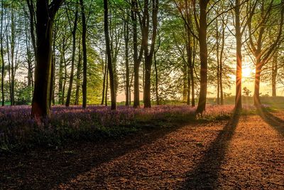 View of trees in forest during sunset