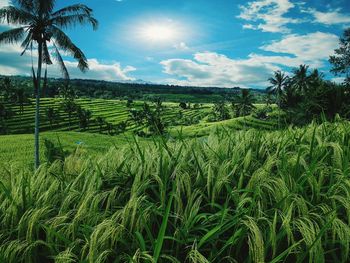 Scenic view of agricultural field against sky