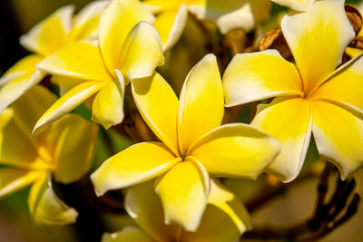 Yellow flower frangipani, also called plumeria, genus of flowering plants in the family apocynaceae