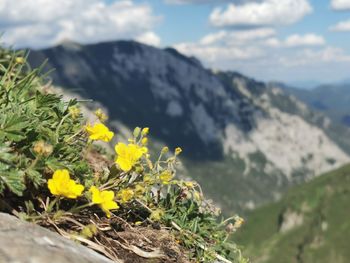 Yellow flowering plant against mountains