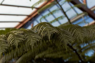 Low angle view of fern against trees