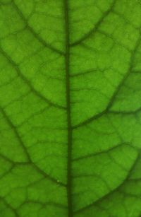 Full frame shot of green leaf