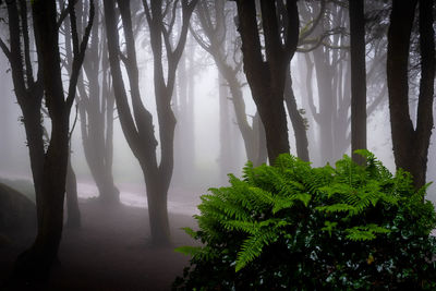 Trees in forest