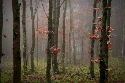 Trees in forest during autumn