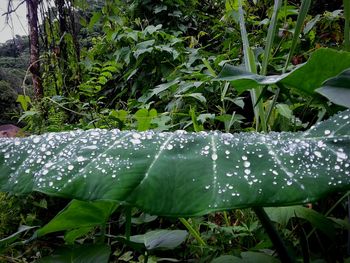 Close-up of wet plants