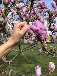 Close-up of hand on pink flowering plant