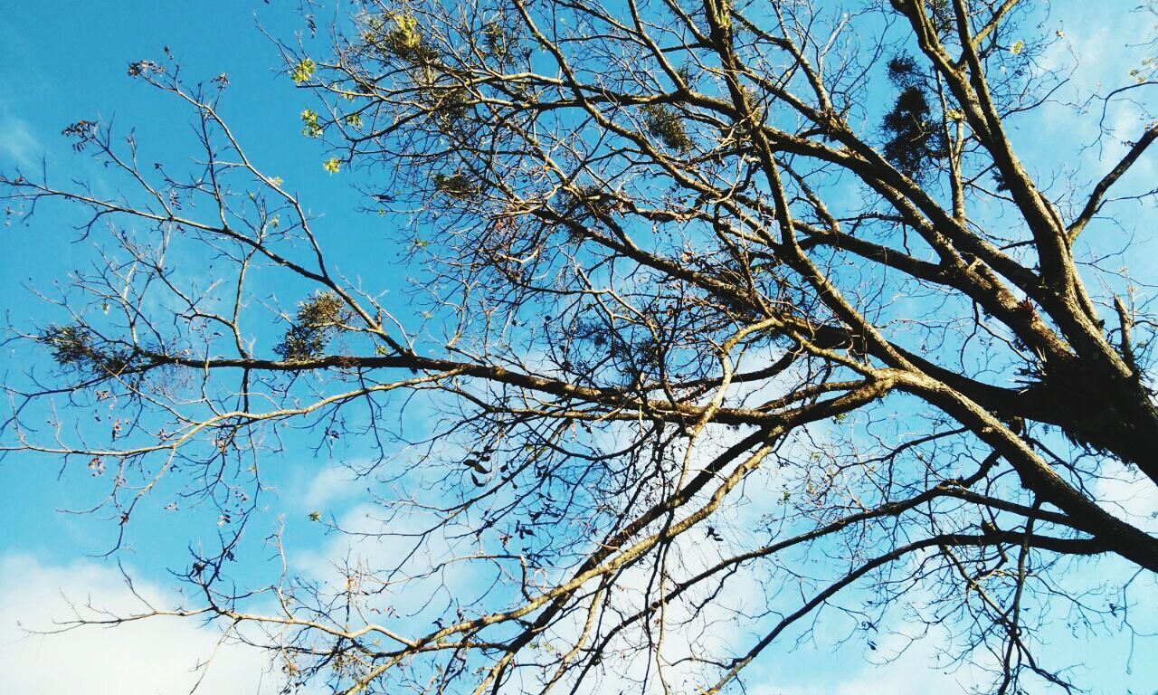 low angle view, branch, tree, blue, bare tree, sky, clear sky, nature, tranquility, beauty in nature, growth, day, outdoors, scenics, no people, tree trunk, sunlight, high section, tranquil scene, cloud