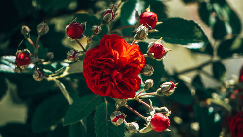 Close-up of red flowering rose 
