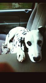 Cat lying on white surface