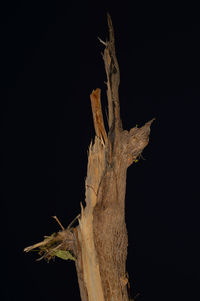 Close-up of dead tree against black background