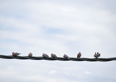 Low angle view of birds perching on cable against sky