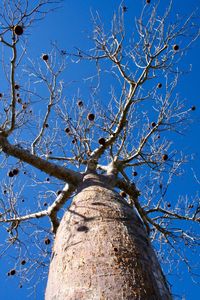 Low angle view of bare tree against blue sky