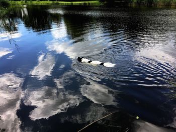 High angle view of swans swimming in lake