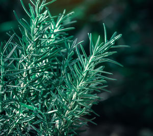 Close-up of fresh green plant on field