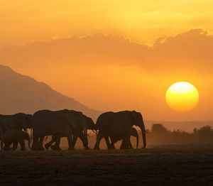 Silhouette wild animal on field against sky during sunset