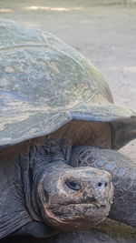 Close-up of tortoise