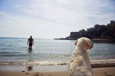 Dog on beach waiting