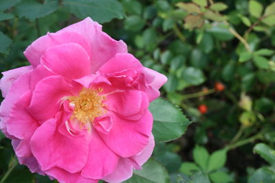 Close-up of pink rose flower
