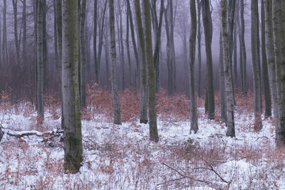 Trees in forest during winter