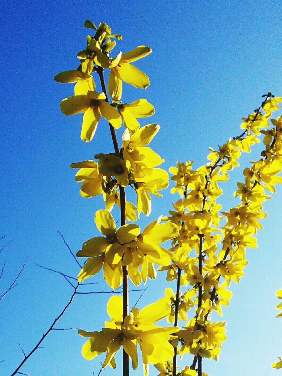 clear sky, low angle view, blue, yellow, flower, copy space, growth, nature, beauty in nature, tree, day, sunlight, freshness, fragility, outdoors, branch, no people, sky, leaf, blooming