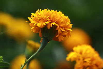 Close-up of yellow flower